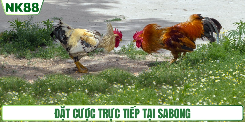 Đặt cược trực tiếp thú vị tại trường gà Sabong