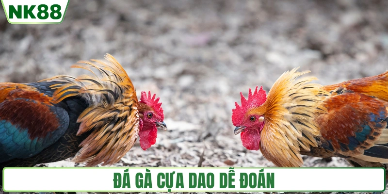 Đá gà cựa dao dễ dàng dự đoán