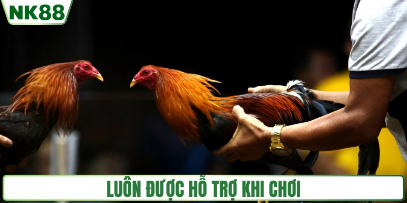 Luôn được hỗ trợ khi chơi đá gà cựa dao