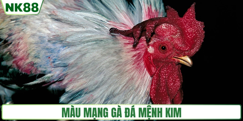 Màu mạng gà đá mệnh Kim