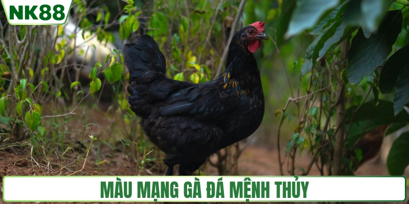Màu mạng gà đá mệnh Thủy