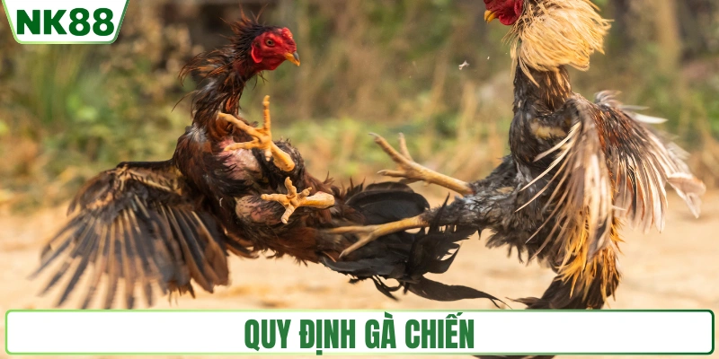 Quy định gà chiến tại trường gà Sabong