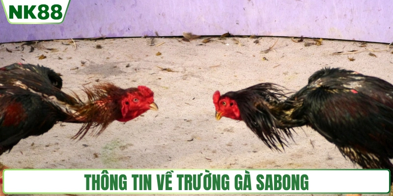 Thông tin về trường gà Sabong