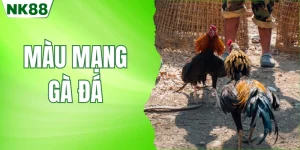 màu mạng gà đá NK88