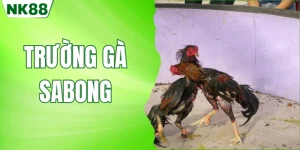 trường gà sabong nk88