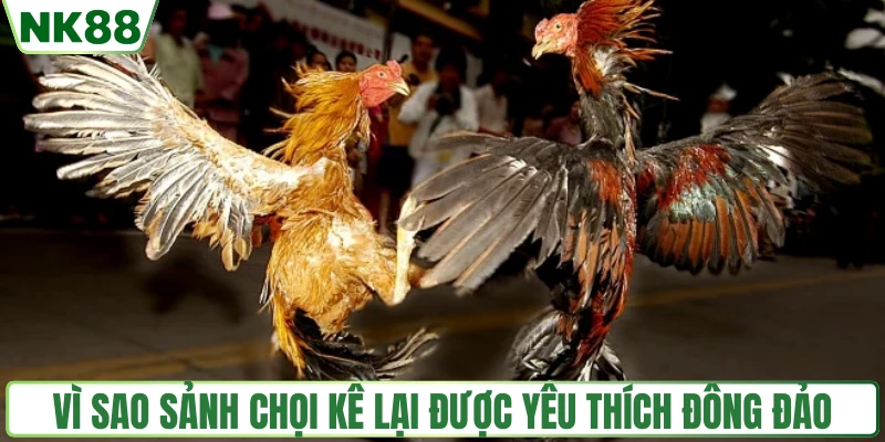 Vì sao sảnh chọi kê lại được yêu thích đông đảo